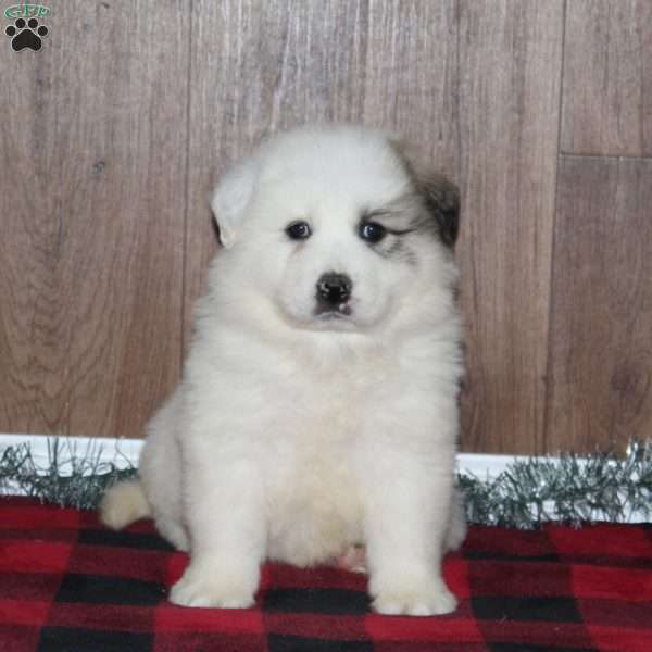 Bella – RESERVED, Great Pyrenees Puppy